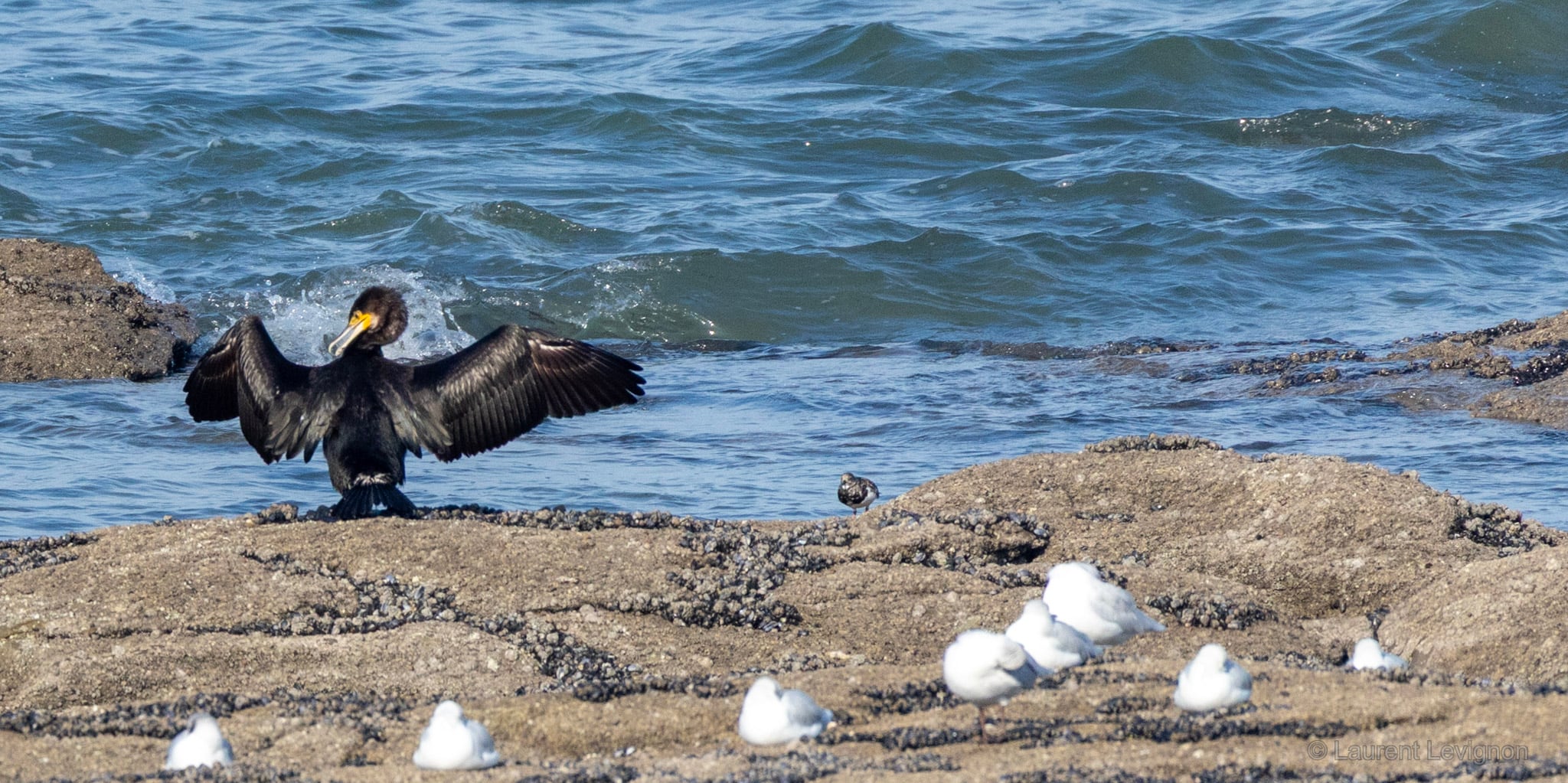 Le plumage du grand cormoran n'est pas entièrement imperméable : après la pêche, il déploie ses ailes au vent pour les sécher. Audresselles, 27 septembre 2026.