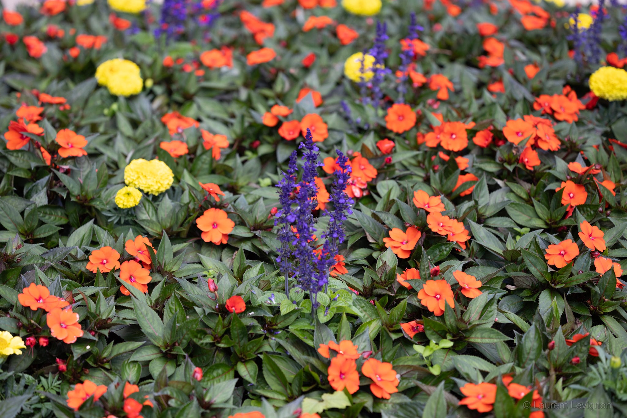 Impatiens, sauges et œillets d'Inde au jardin public de Saint-Omer, juin 2026.