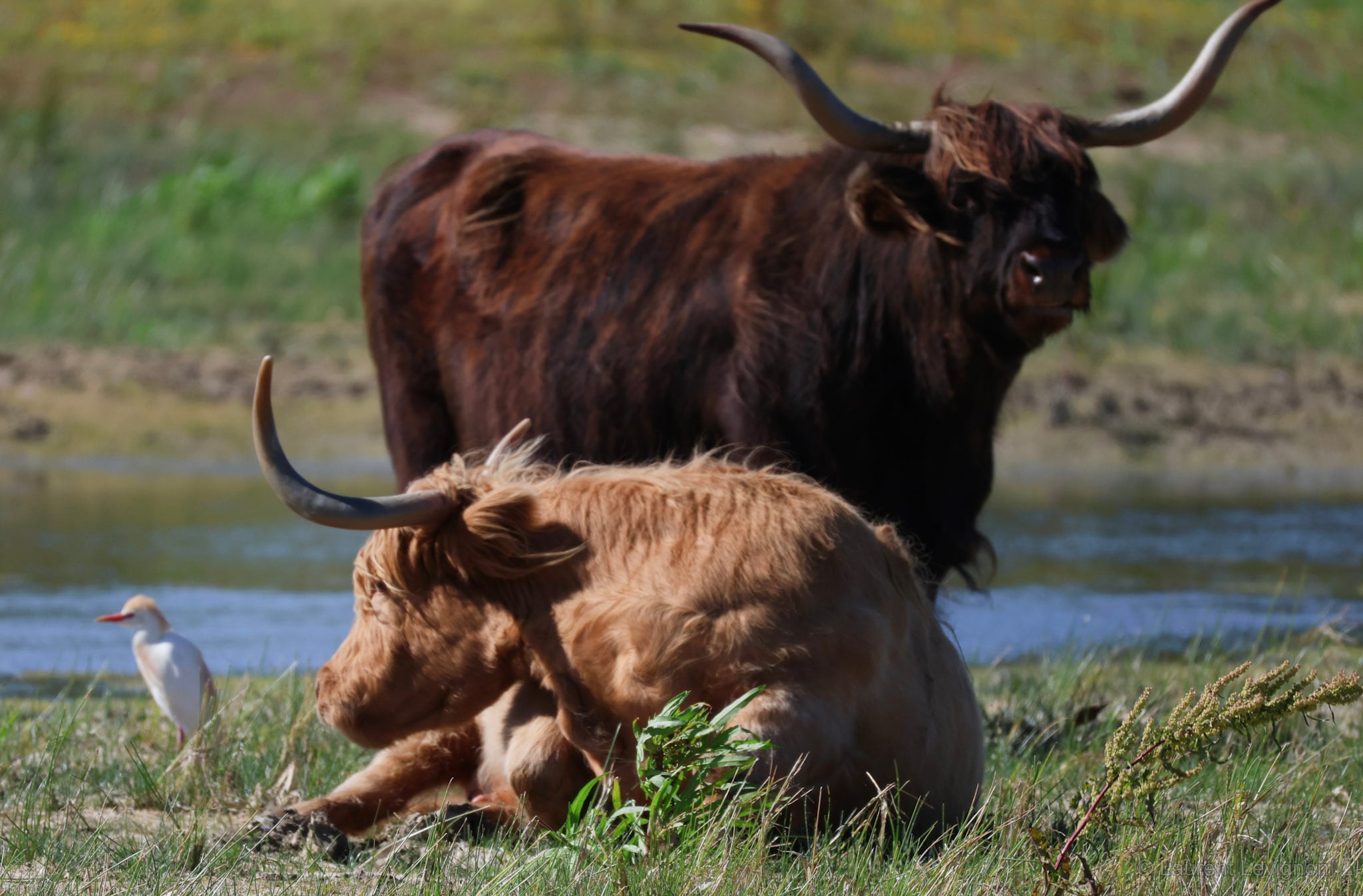 Réserve naturelle du Platier d'Oye. Le héron garde-bœufs suit les vaches Highland qui entretiennent la réserve : leurs sabots font lever les insectes dont il se nourrit.