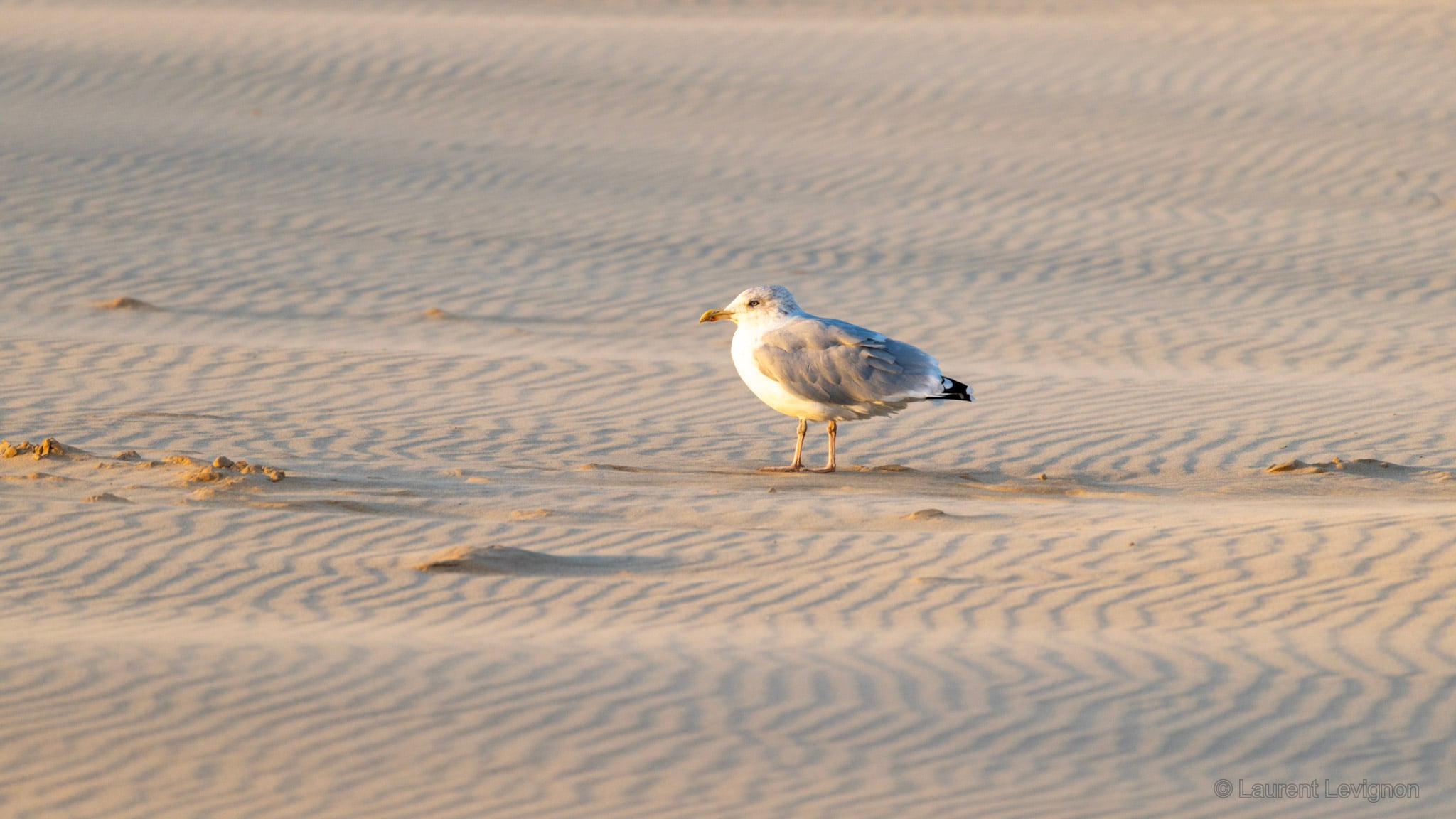 Un goéland argenté, plumes ébouriffées, sur le sable ridé par le vent, plage de Calais, 10 octobre 2026.