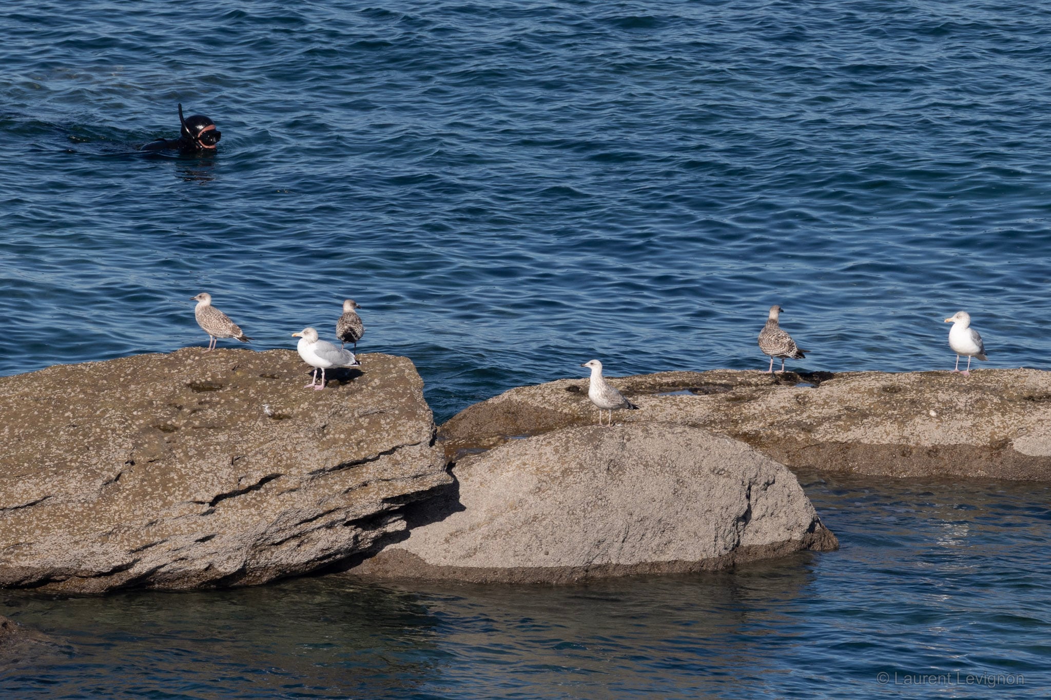 Un nageur en masque et tuba passe près des rochers où se reposent des goélands, adultes et jeunes, au cap Gris-Nez, le 4 octobre 2026.