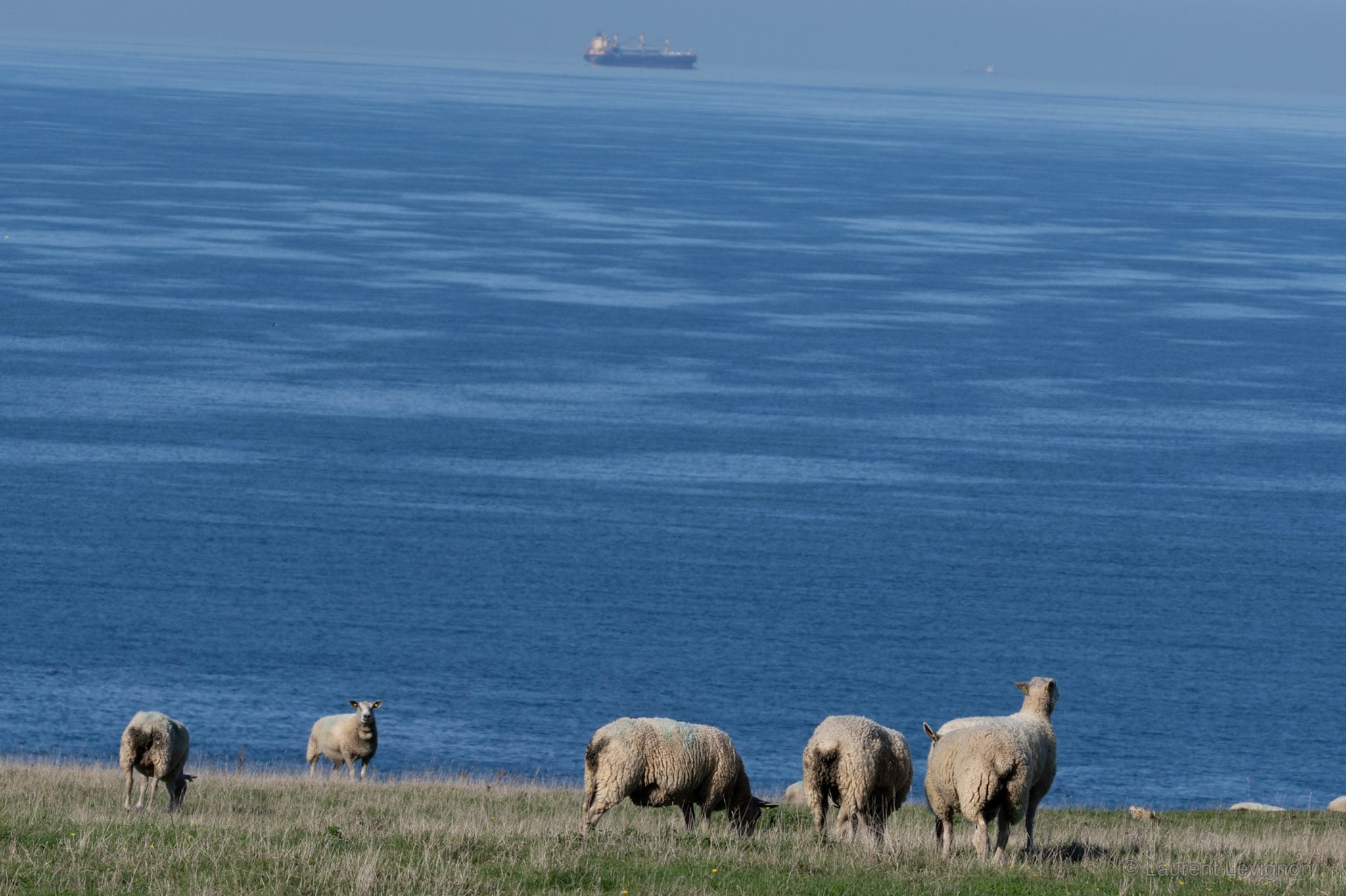 Moutons au cap Gris-Nez, le 4 octobre 2026, face au détroit du Pas-de-Calais, l'un des plus fréquentés au monde.
