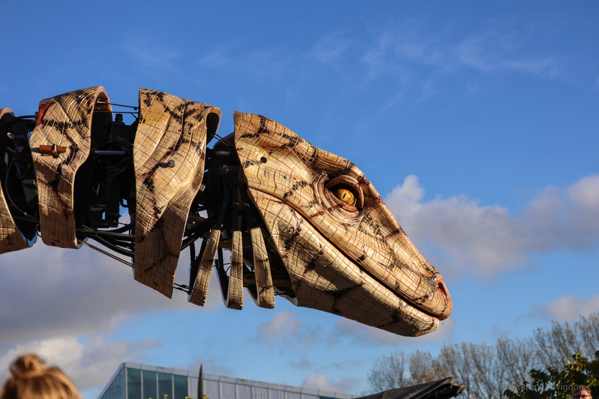 Quinze mètres de long, venu des antipodes rejoindre le Dragon de Calais. Novembre 2025.