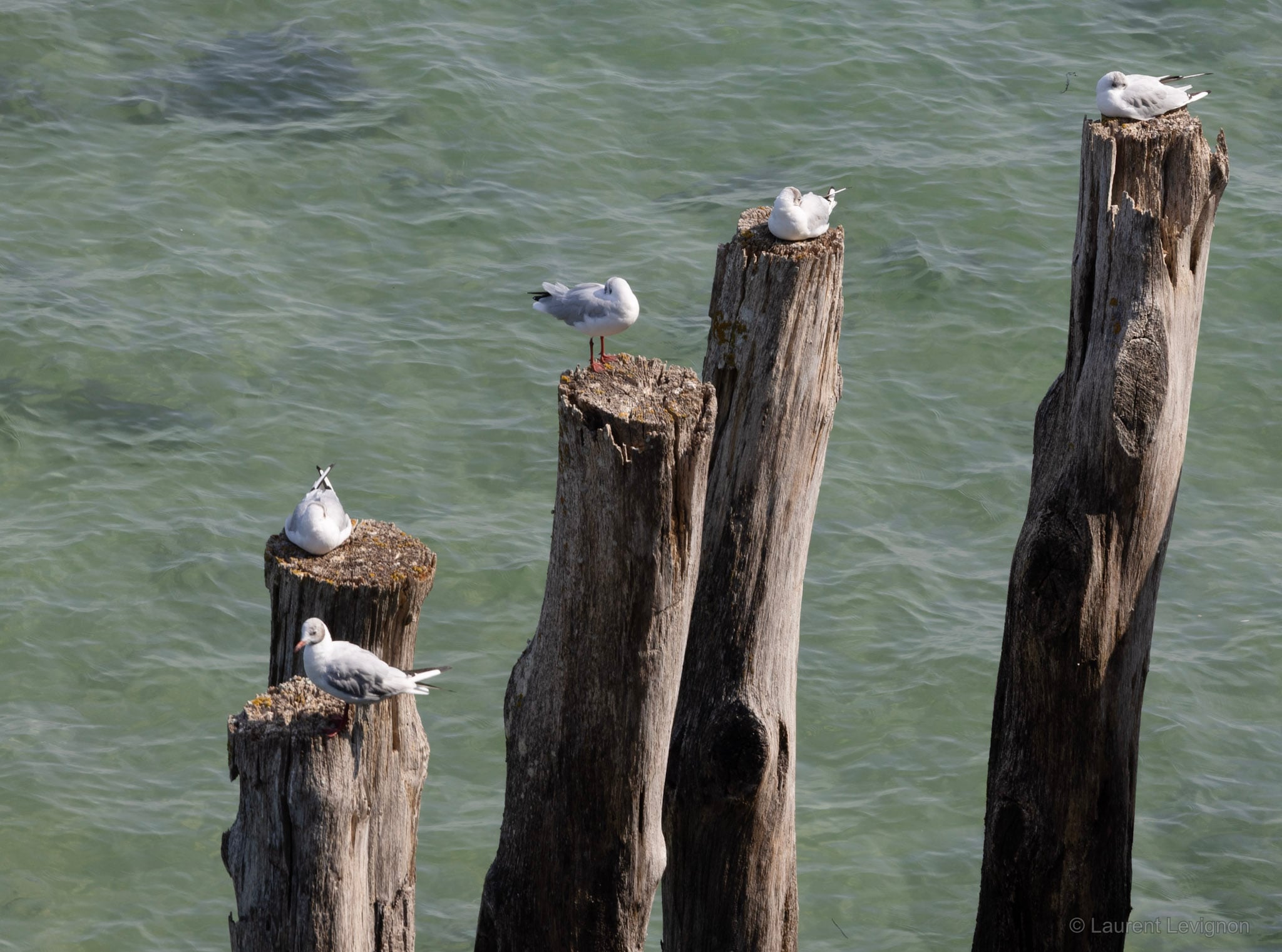 Cinq mouettes rieuses en plumage d'hiver, 15 août 2026.