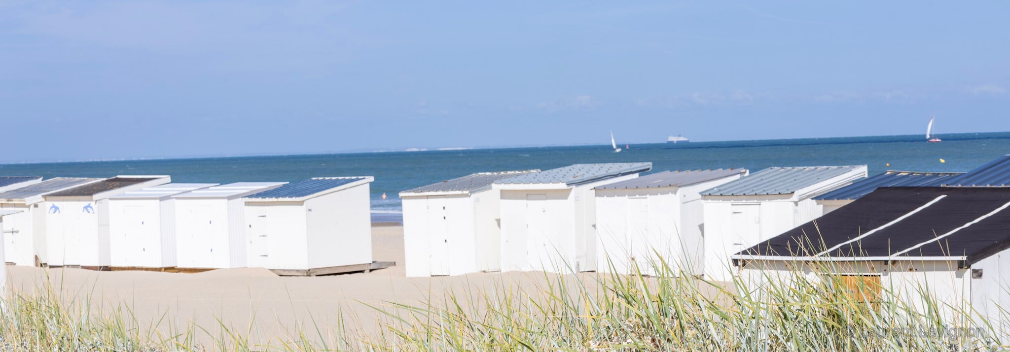 Les chalets de Calais vus de l'oyat ; au premier plan, le chardon bleu des dunes, espèce protégée. Août 2026.