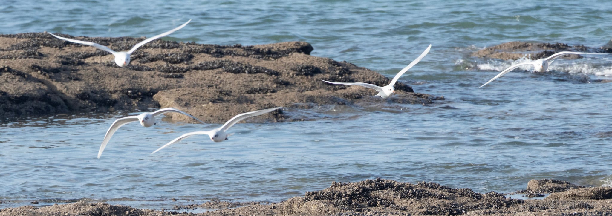 Mouettes rieuses s'envolant des rochers d'Audresselles à marée montante, 27 septembre 2026.