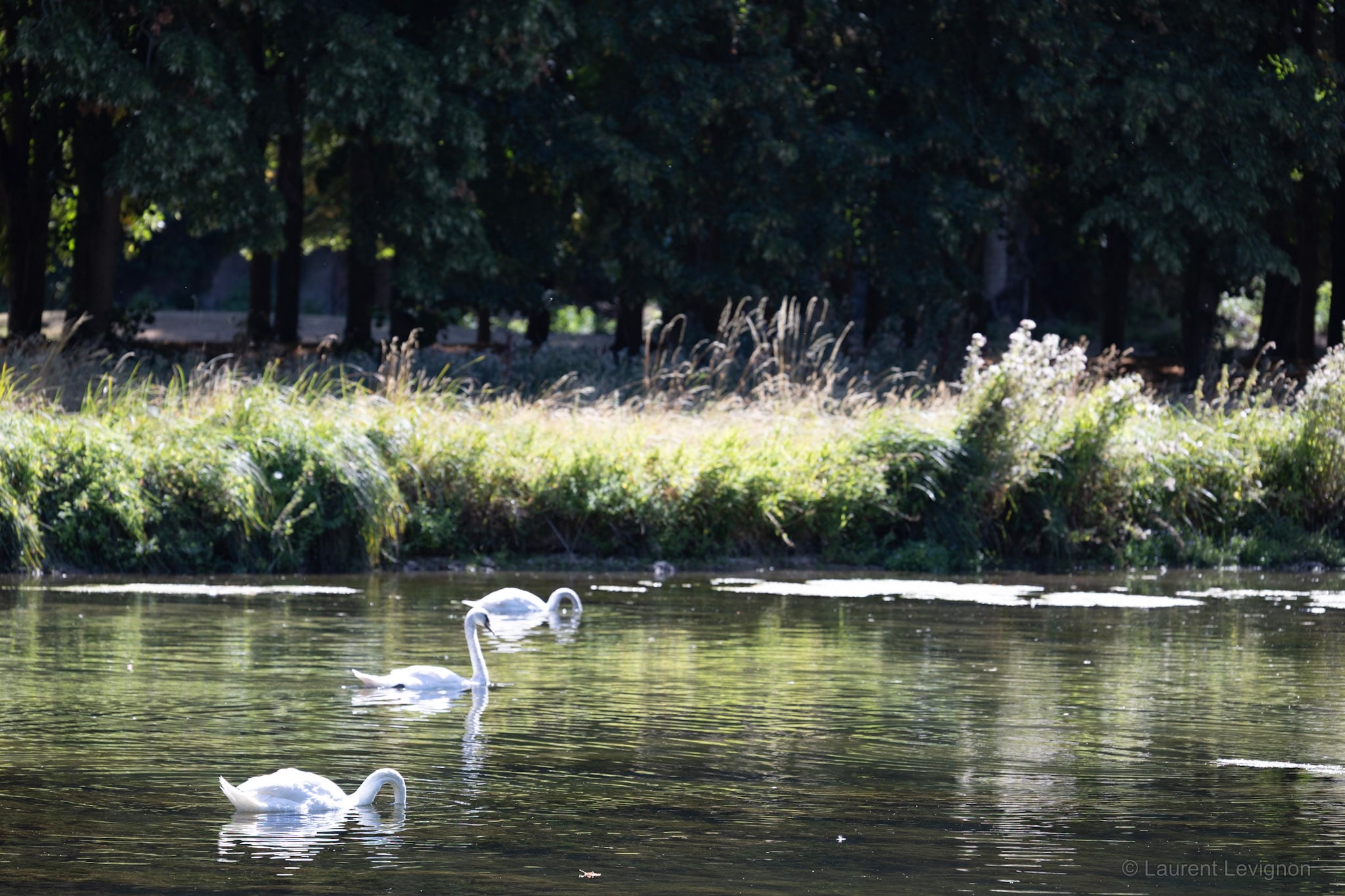 Sur le plan d'eau du parc de Maintenon, août 2026.